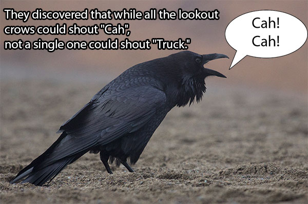 Poor Boston crows; couldn't yell truck and save their friends (You can tell I visit 9gag too much).